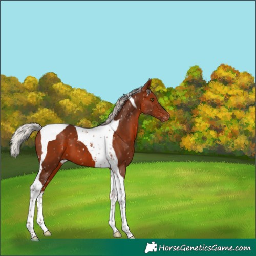 Horse Color:Silver Bay Tobiano Appaloosa 