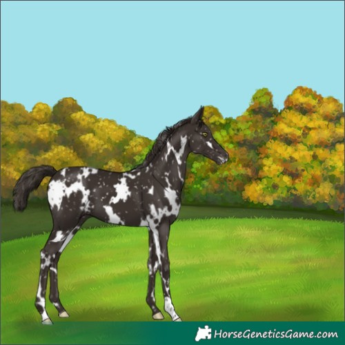 Horse Color:White Spotted Liver Chestnut Appaloosa 