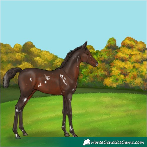 Horse Color:White Spotted Liver Chestnut 
