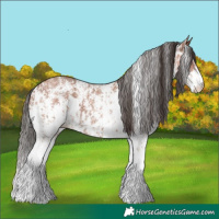 Horse Color:Bay Sabino Rabicano  and Bay Sabino Rabicano 