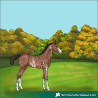 Horse Color:Bay Sabino Rabicano  and Bay Sabino Rabicano 