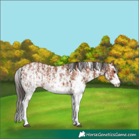 Horse Color:Bay Sabino Rabicano and Bay Sabino Rabicano