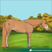 Horse Color:Chestnut Splash 