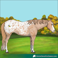 Horse Color:Chestnut Splash Appaloosa 