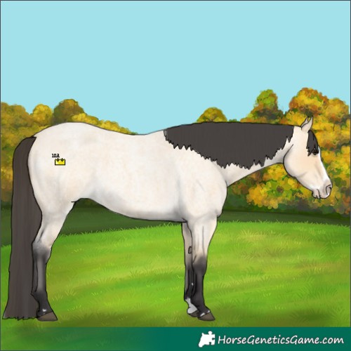 Horse Color:Buckskin Roan Splash 