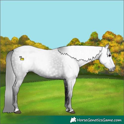 Horse Color:Gray Black
