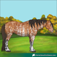 Horse Color:Bay Sabino Rabicano  and Buckskin Sabino Rabicano 
