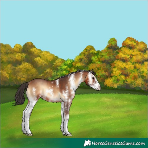 Horse Color:Bay Onyx Sabino 