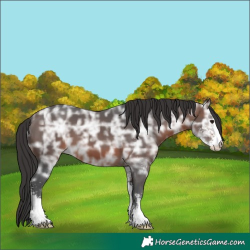 Horse Color:Brown Ice Sabino 
