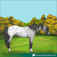 Horse Color:Blue Roan Appaloosa 