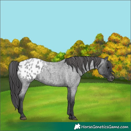 Horse Color:Blue Roan Appaloosa 