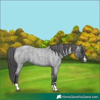 Horse Color:Blue Roan Appaloosa