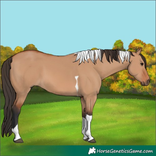 Horse Color:Bay Dun Tobiano 
