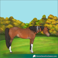 Horse Color:Bay Tobiano Rabicano