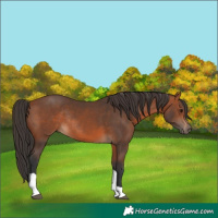 Horse Color:Bay Tobiano Rabicano