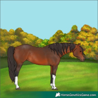 Horse Color:Bay Tobiano Rabicano 
