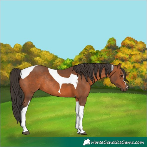 Horse Color:Bay Tobiano Rabicano
