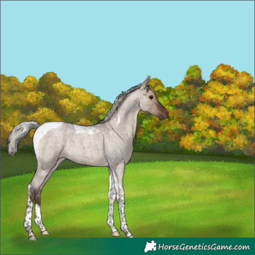 Horse Color:Silver Brown Roan Dun Tobiano 