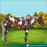 Horse Color:White Spotted Liver Chestnut Rabicano 