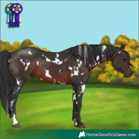 Horse Color:White Spotted Bay