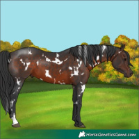 Horse Color:White Spotted Bay 