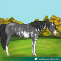 Horse Color:Black Sabino
