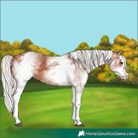 Horse Color:White Spotted Silver Bay Splash 