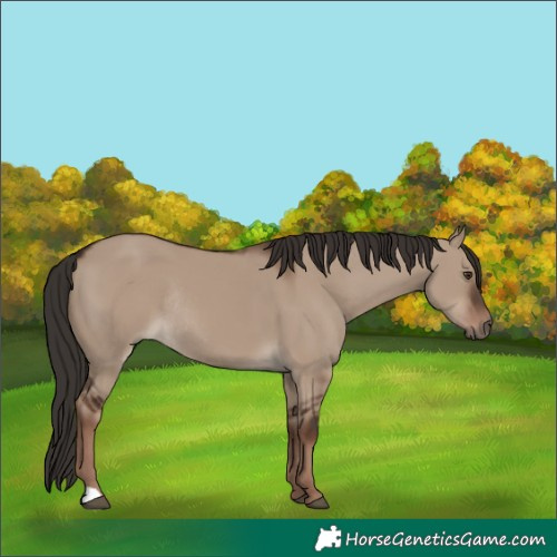 Horse Color:Liver Red Dun Rabicano 