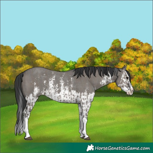 Horse Color:Grullo Sabino Splash  and Grullo Sabino Splash Rabicano 