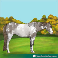 Horse Color:White Spotted Smoky Grullo Sabino Appaloosa Rabicano 