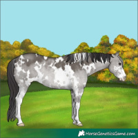 Horse Color:White Spotted Smoky Grullo Sabino Rabicano