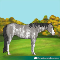 Horse Color:Grullo Sabino Rabicano 