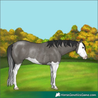 Horse Color:Grullo Splash Rabicano