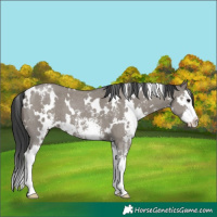 Horse Color:White Spotted Grullo Sabino Splash 