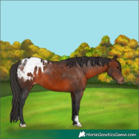 Horse Color:Brown Appaloosa 