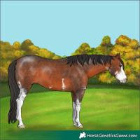 Horse Color:Brown Sabino