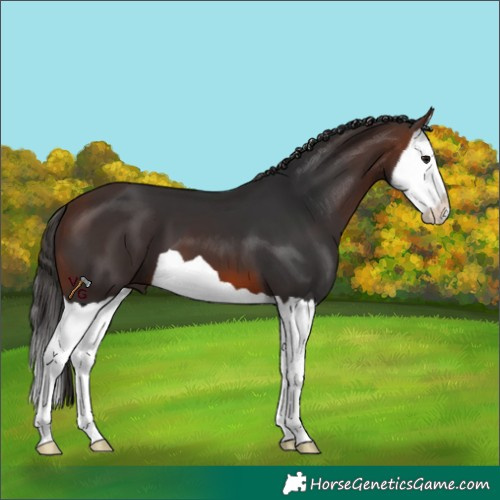 Horse Color:Brown Splash 