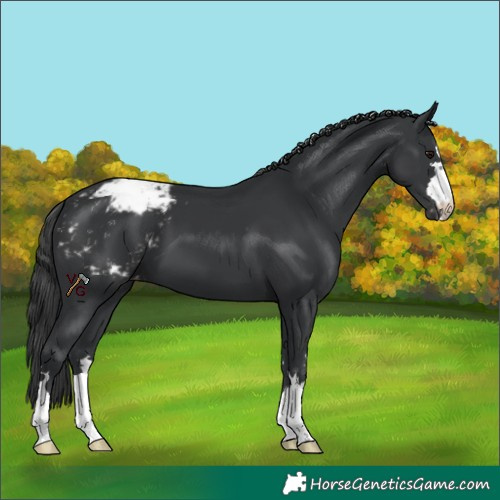 Horse Color:Black Snowcap 