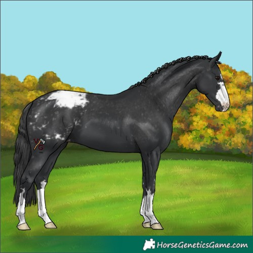 Horse Color:Black Appaloosa 