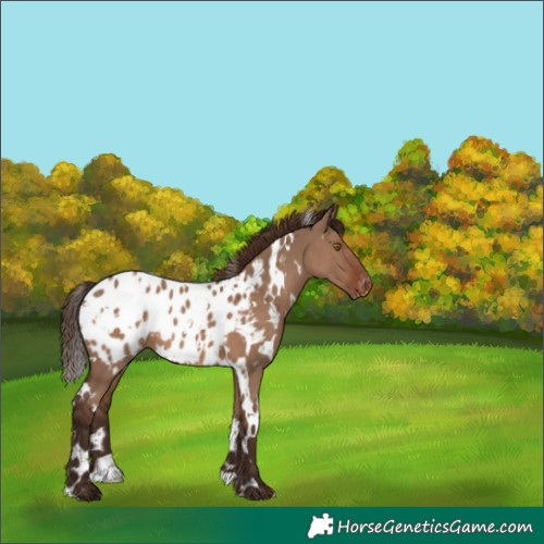 Horse Color:White Spotted Liver Red Dun Appaloosa 