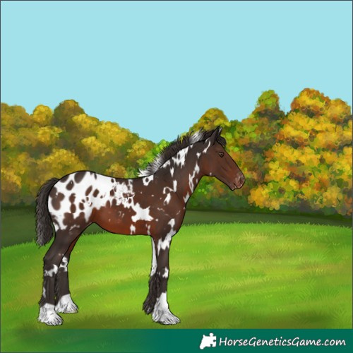 Horse Color:White Spotted Liver Chestnut Appaloosa 