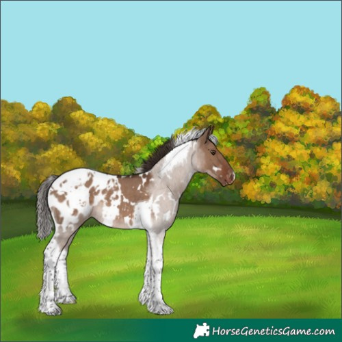 Horse Color:White Spotted Liver Red Dun Tobiano Blanket Rabicano 