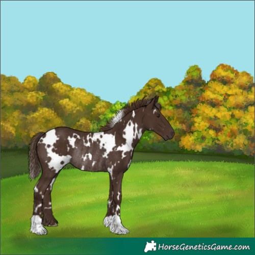 Horse Color:White Spotted Liver Chestnut Rabicano 