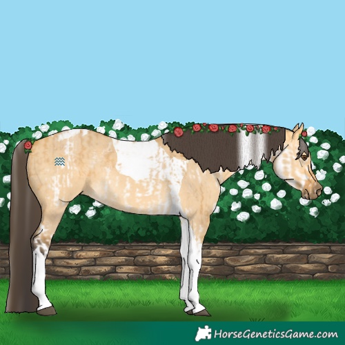 Horse Color:White Spotted Buckskin Dun Rabicano  and Buckskin Dun Tobiano Rabicano 