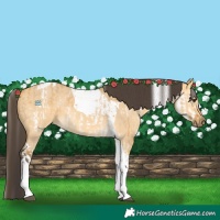 Horse Color:White Spotted Buckskin Dun Rabicano and Buckskin Dun Tobiano Rabicano