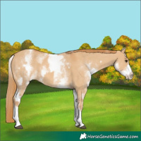 Horse Color:White Spotted Red Dun Rabicano  and White Spotted Red Dun Rabicano 
