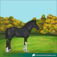 Horse Color:Black Tobiano 
