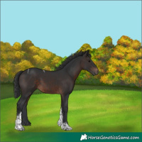 Horse Color:Brown Tobiano 