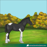 Horse Color:Black Tobiano 