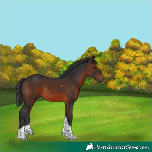 Horse Color:Brown Tobiano Rabicano 